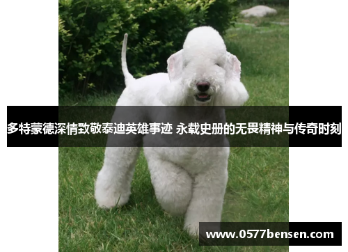 多特蒙德深情致敬泰迪英雄事迹 永载史册的无畏精神与传奇时刻